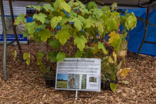 Swarber Photography-0849