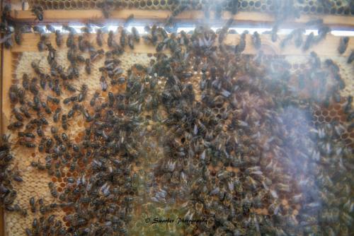 Swarber Photography-0925