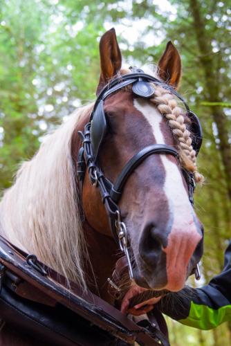 Swarber Photography-1003