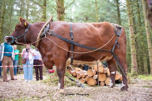 Swarber Photography-1010