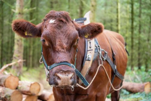 Swarber Photography-1011